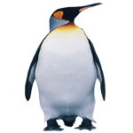 Pinguin